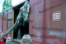 Elefantentransport erlangen 19 gebraucht kaufen  Deutschland