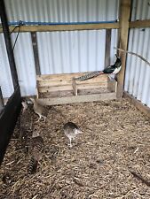 peacock hatching for sale  MARKET RASEN
