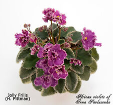 Jolly frills plants for sale  Shipping to Ireland