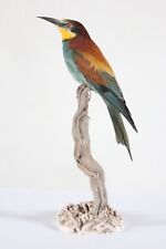 Taxidermy - European Bee-eater (Merops apiaster) with permit - not CITES, used for sale  Shipping to South Africa