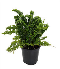 Squiggles boston fern for sale  Wadsworth