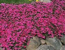 Phlox subulata scarlet for sale  Shipping to Ireland