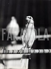 Vintage italia pappagallo usato  Roma