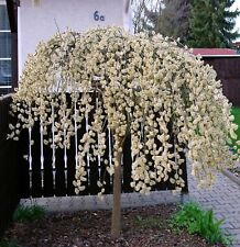 Salix caprea pendula gebraucht kaufen  Lastrup