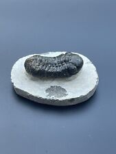 Fosil speculator trilobite for sale  STOCKPORT