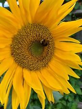 Giant sunflower single for sale  THAME