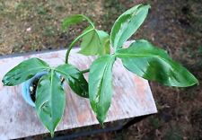 Philodendron barrosoanum plant for sale  Hollywood