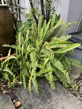 Nephrolepis obliterata austral for sale  Ladera Ranch
