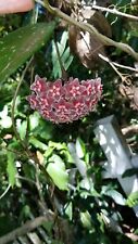 Variegated hoya pubicalyx d'occasion  Expédié en Belgium