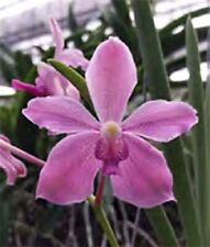 Orchid orchid paraphalaenopsis for sale  Shipping to Ireland
