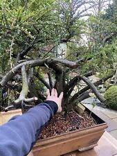 Cotoneaster bonsai tree for sale  CLITHEROE