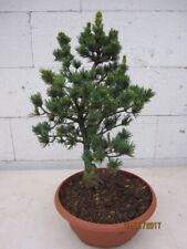 Pinus parviflora gyoccases for sale  Shipping to Ireland