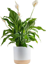Peace lily plant for sale  Denver