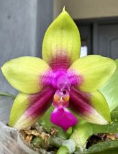 Orchid phalaenopsis miki for sale  Columbia
