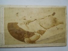 Rare morbid victorian for sale  NEWRY