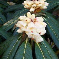 rhododendron plant for sale  FOWEY