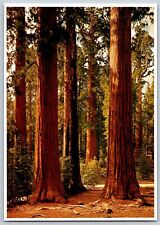 Sequola redwoods mariposa for sale  Columbus