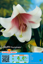 Lilium lilie trompetenlilie gebraucht kaufen  Erfurt
