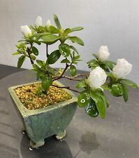 Way life bonsai for sale  YORK