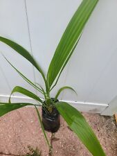 Phoenix reclinata palm for sale  Clearwater