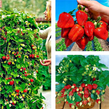 Rośliny truskawkowe Albion - Wisząca truskawka - Zawsze nośne truskawki - 10 roślin , używany na sprzedaż  PL