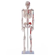 Anatomie skelett 85cm gebraucht kaufen  Sande,-Elsen,-Wewer