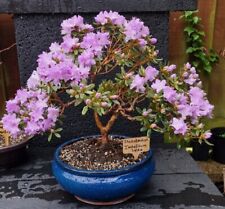 Dwarf rhododendron bonsai for sale  LEIGHTON BUZZARD