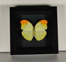 Anteos menippe butterfly for sale  NEWARK