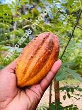 Organic dried cocoa for sale  Shipping to United States