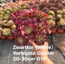 Aeonium zwartkin variegated for sale  Ireland