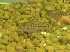 corydoras for sale  DONCASTER