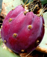 Feige kaktus feigenkaktus gebraucht kaufen  Muldestausee