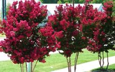 Tonto crape myrtle for sale  Enoree