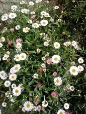 100 mexican fleabane for sale  EXETER