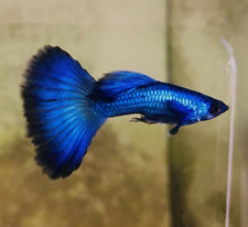 Blue moscow guppy for sale  LONDON