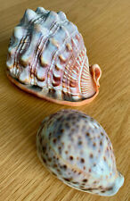 Conch shell x for sale  LONDON
