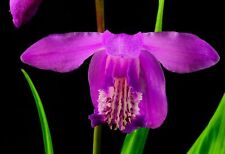 Pianta bletilla striata usato  Napoli