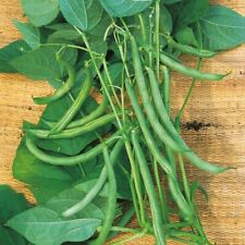 Climbing french bean for sale  LONDON