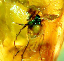 Baltic amber fly for sale  Harrison Township