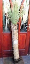 Yucca rostrata de México, 170 cm, 100 cm tronco, ¡¡¡¡¡¡¡¡¡¡¡¡¡Importación nueva!!! ¡Poco arraigado! segunda mano  Embacar hacia Spain
