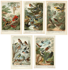 5 litografías antiguas de pájaros cantores europeos c. 1898 segunda mano  Embacar hacia Mexico