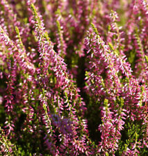 10x knospenheide gardengirls gebraucht kaufen  Bad Zwischenahn