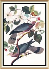 Vintage audubon bird for sale  CANNOCK