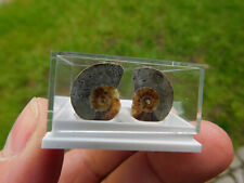 Perlmutt ammonit madagaskar gebraucht kaufen  Limbach-Oberfrohna