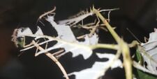 Indian stick insects for sale  LEICESTER