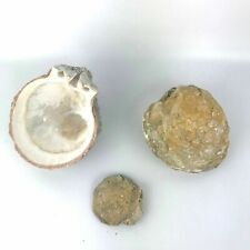 LOTE de 3 minerales fósiles coleccionables de cáscara de caracola marina #3 segunda mano  Embacar hacia Mexico