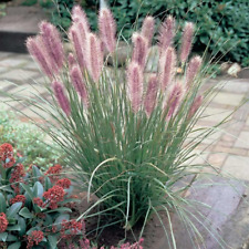 Used, 40  FOUNTAIN GRASS SEEDS - Pennisetum alopecuroides for sale  Shipping to South Africa