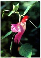 Sacred lotus seeds for sale  Shreveport