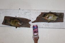 Taxidermy panfish bluegill for sale  Brandon