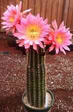 Echinopsis flying saucer for sale  Woodland